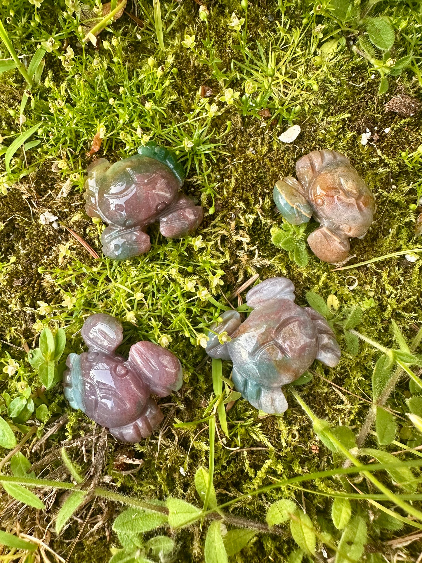 Ocean Jasper Crab