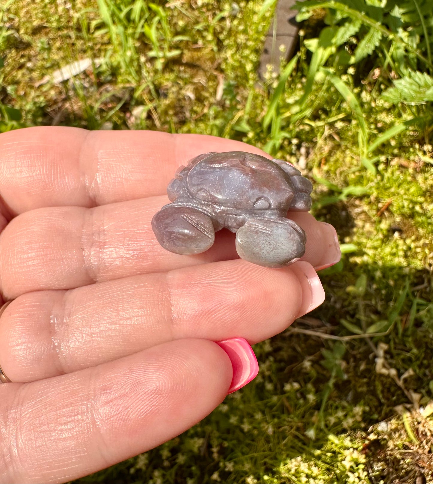 Ocean Jasper Crab