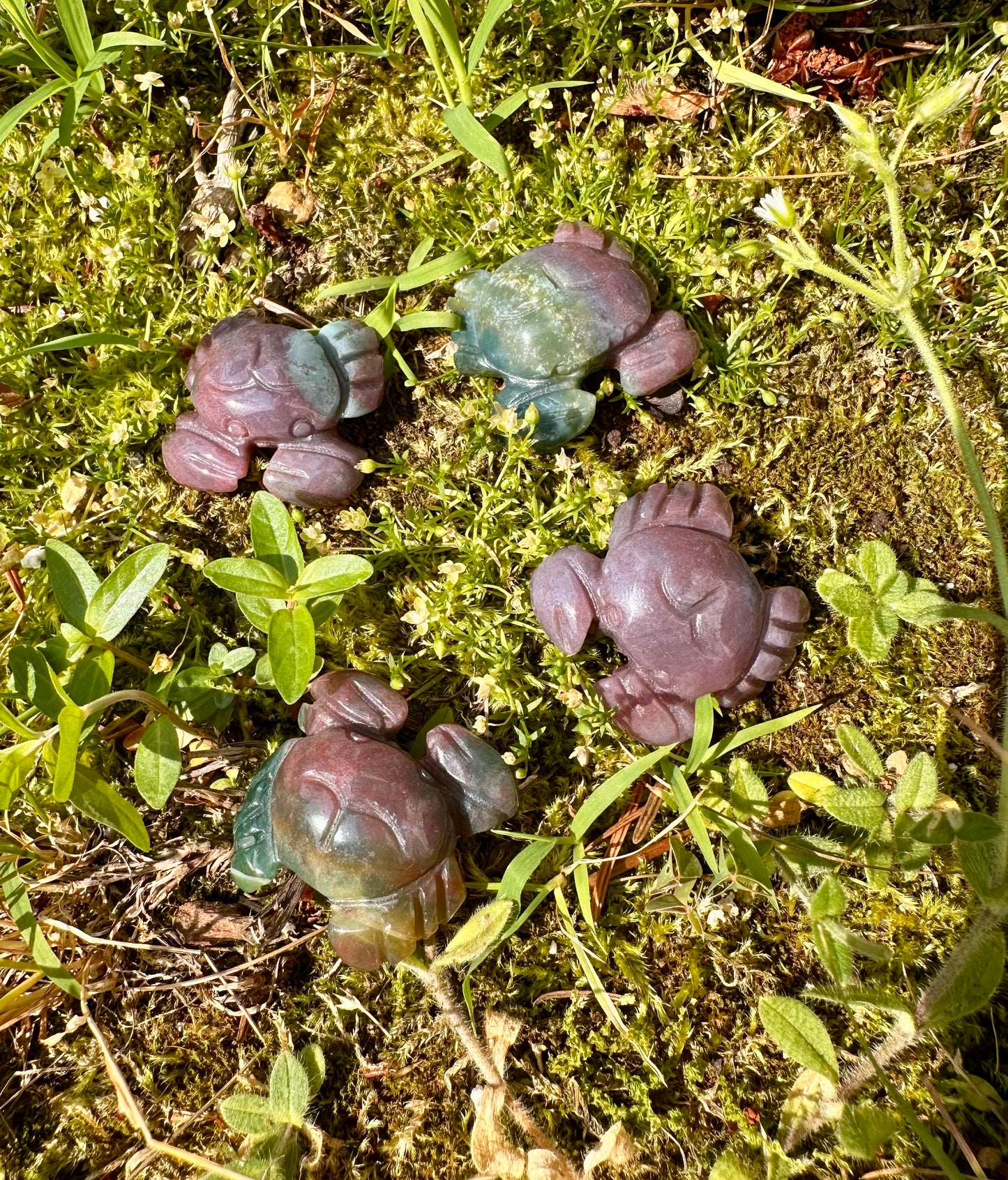 Ocean Jasper Crab